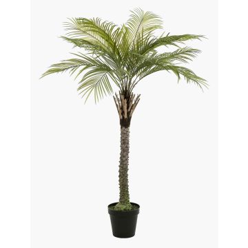 Künstliche Kokospalme BOLON, 160cm Künstliche Kokospalme BOLON, 160cm