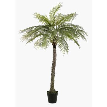 Künstliche Kokospalme BOLON, 220cm Künstliche Kokospalme BOLON, 220cm