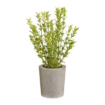Dekokraut Thymian MERNO im Dekotopf, grün, 35cm Dekokraut Thymian MERNO im Dekotopf, grün, 35cm
