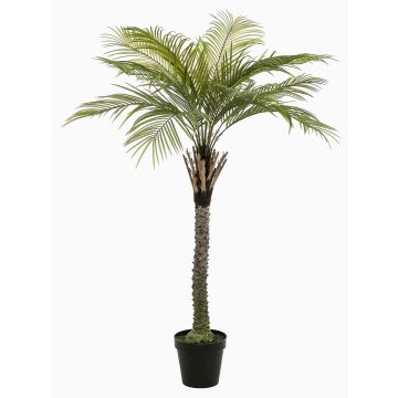 Künstliche Kokospalme BOLON, 260cm Künstliche Kokospalme BOLON, 260cm