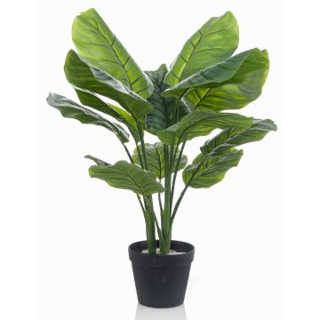 Fakepflanze Calathea Orbifolia CAPHOR, grün-grau, 70cm