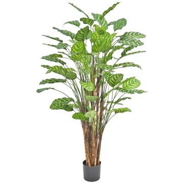 Kunstpflanze Calathea makoyana HYZANS, grün, 150cm