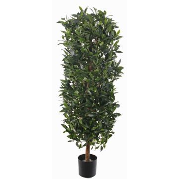 Künstliche Lorbeer Säule UNUK, Echtstamm, 205cm Künstliche Lorbeer Säule UNUK, Echtstamm, 205cm