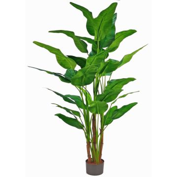 Palme Plastik Baum der Reisenden GORYU, 250cm