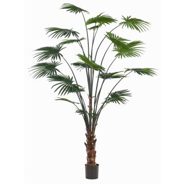 Kunstpalme Rundblättrige Schirmpalme SIRRAH, grün, 240cm