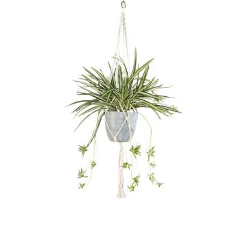 Deko Grünlilie Makramee Blumenampel SIMBO im Übertopf grün-weiß, 90cm Deko Grünlilie Makramee Blumenampel SIMBO im Übertopf grün-weiß, 90cm