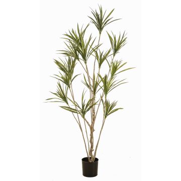 Kunstbaum Dracaena marginata SHALLU, Kunststämme, grün, 180cm Kunstbaum Dracaena marginata SHALLU, Kunststämme, grün, 180cm