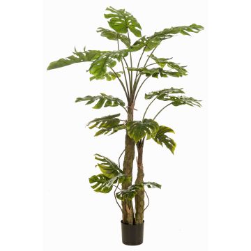 Kunstpflanze Philodendron monstera deliciosa KORVEX, Luftwurzeln, 180cm Kunstpflanze Philodendron monstera deliciosa KORVEX, Luftwurzeln, 180cm