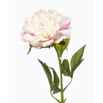 Pfingstrose künstlich GAVRON, weiß-rosa, 55cm Pfingstrose künstlich GAVRON, weiß-rosa, 55cm