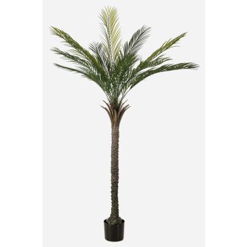 Künstliche Palme Dattelpalme ZOLTER, crossdoor, 180cm
