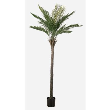 Künstliche Palme Dattelpalme ZOLTER, crossdoor, 210cm