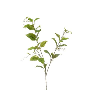 Deko Zweig Clematis VLORIX, grün-creme, 105cm