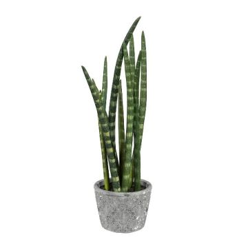 Deko Sukkulente Sanseveria cylindrica FRINKAN im Zementtopf, grün-gelb, 45cm Deko Sukkulente Sanseveria cylindrica FRINKAN im Zementtopf, grün-gelb, 45cm