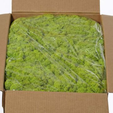 Echtes Isländisches Moos SVEINBJÖRN, hellgrün, 5kg