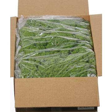 Echtes Isländisches Moos SVEINBJÖRN, grün, 5kg