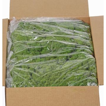 Echtes Isländisches Moos SVEINBJÖRN, grün, 5kg