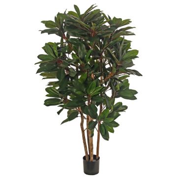 Schefflera Kunstpflanze ZULEIKA, Echtstämme, grün, 120cm