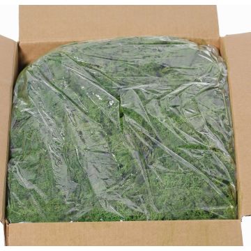 Echtes Isländisches Moos SVEINBJÖRN, dunkelgrün, 5kg