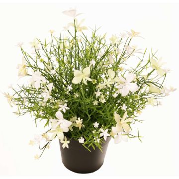 Dekoblume Fleißiges Lieschen GISINDA im Dekotopf, weiß-grün, 25cm Dekoblume Fleißiges Lieschen GISINDA im Dekotopf, weiß-grün, 25cm