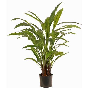 Dekopflanze Calathea Rufibarba LEINANI, grün, 80cm Dekopflanze Calathea Rufibarba LEINANI, grün, 80cm