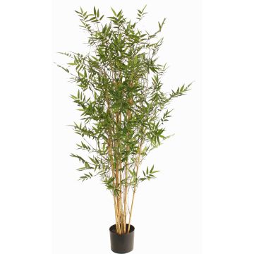 Kunstpflanze Bambus KEAO, Echt Bambusrohre, 150cm Kunstpflanze Bambus KEAO, Echt Bambusrohre, 150cm