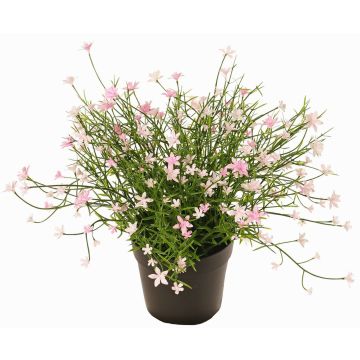 Dekoblume Fleißiges Lieschen GISINDA im Dekotopf, rosa, 25cm Dekoblume Fleißiges Lieschen GISINDA im Dekotopf, rosa, 25cm