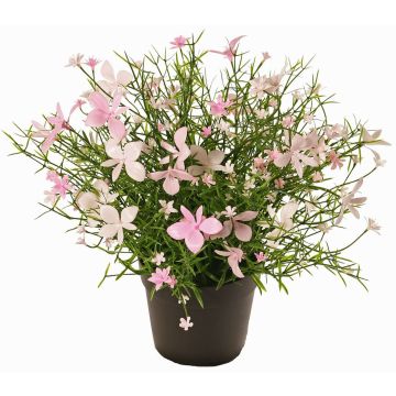 Dekoblume Fleißiges Lieschen GISINDA im Dekotopf, rosa-creme, 25cm Dekoblume Fleißiges Lieschen GISINDA im Dekotopf, rosa-creme, 25cm
