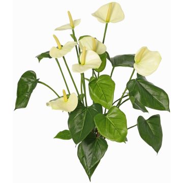 Anthurie künstlich NAKITA auf Steckstab, creme, 50cm Anthurie künstlich NAKITA auf Steckstab, creme, 50cm