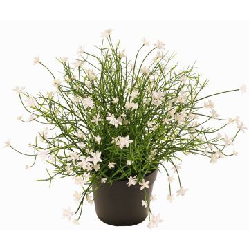 Dekoblume Fleißiges Lieschen GISINDA im Dekotopf, weiß, 25cm Dekoblume Fleißiges Lieschen GISINDA im Dekotopf, weiß, 25cm