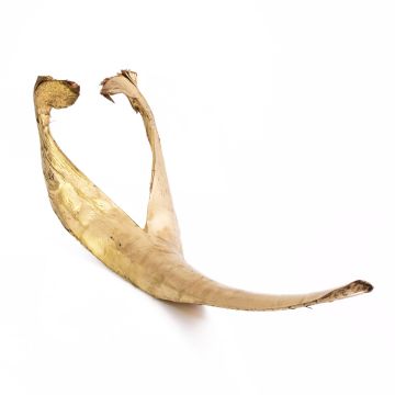 Großes getrocknetes Kokosblatt FAYOLA, gold, 130cm