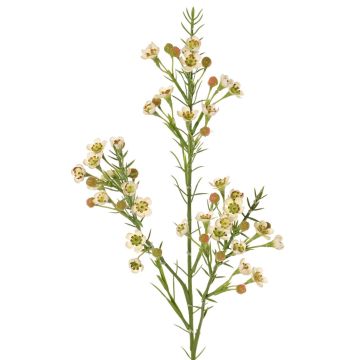 Dekozweig Wachsblume FRINDALS, creme, 65cm