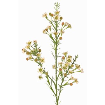 Dekozweig Wachsblume FRINDALS, creme, 65cm, Ø1,5-2cm Dekozweig Wachsblume FRINDALS, creme, 65cm, Ø1,5-2cm
