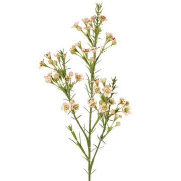Dekozweig Wachsblume FRINDALS, hellrosa-weiß, 65cm