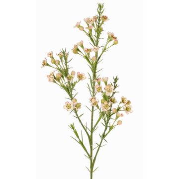 Dekozweig Wachsblume FRINDALS, hellrosa-weiß, 65cm, Ø1,5-2cm