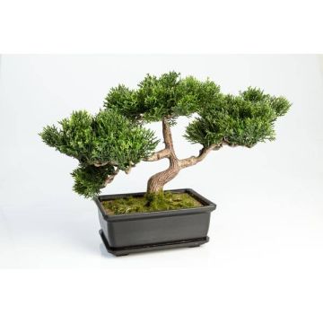 Künstlicher Bonsai Zeder ALESSA mit Wurzeln, in Pflanzschale, 23cm