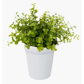 Kräuter künstlich Eukalyptus JOSHUA im Keramiktopf, grün, 20cm, Ø17cm