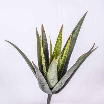 Künstliche Sukkulente Aloe Variegata MARTINEZ auf Steckstab, grün, 30cm, Ø17cm