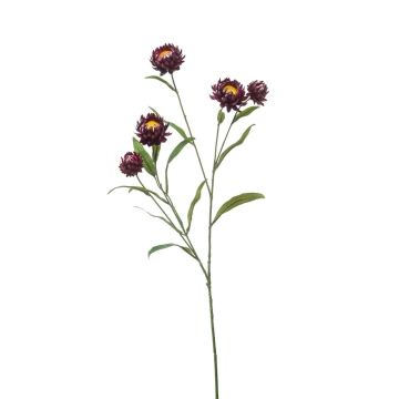 Deko Zweig Strohblume SNAVIK, lila, 70cm