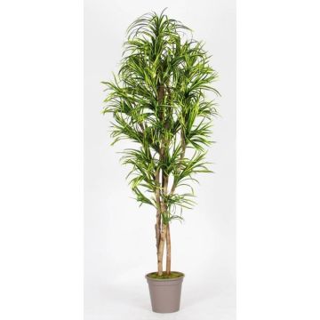 Unechter Dracaena Marginata KIMANORA, Naturstämme, grün-gelb, 175cm - Made in Italy Unechter Dracaena Marginata KIMANORA, Naturstämme, grün-gelb, 175cm - Made in Italy