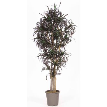 Unechter Dracaena Marginata KIMANORA, Naturstämme, grün-rot, 175cm - Made in Italy Unechter Dracaena Marginata KIMANORA, Naturstämme, grün-rot, 175cm - Made in Italy