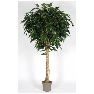 Kunst Longifolia YANIRA, Echtstamm, grün, 175cm - Made in Italy Kunst Longifolia YANIRA, Echtstamm, grün, 175cm - Made in Italy