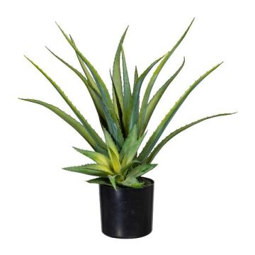 Deko Sukkulente Aloe Vera MURFT mit Ableger, grün, 50cm Deko Sukkulente Aloe Vera MURFT mit Ableger, grün, 50cm