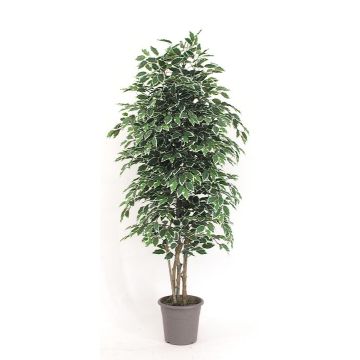Deko Ficus Benjamini KONRADE, Echte Stämme, grün-weiß, 175cm - Made in Italy