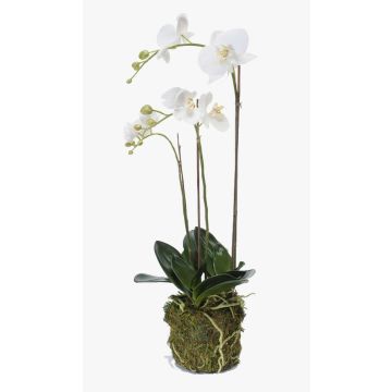 Künstliche Phalaenopsis Orchidee PABLA, Moosball, weiß, 70cm