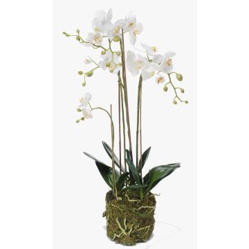 Künstliche Phalaenopsis Orchidee Quartett PABLA, Moosball, weiß, 80cm