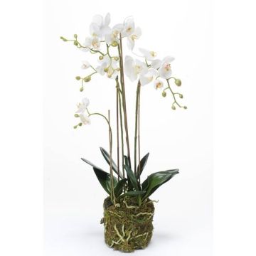 Künstliche Phalaenopsis Orchidee Quartett PABLA, Moosball, weiß, 80cm