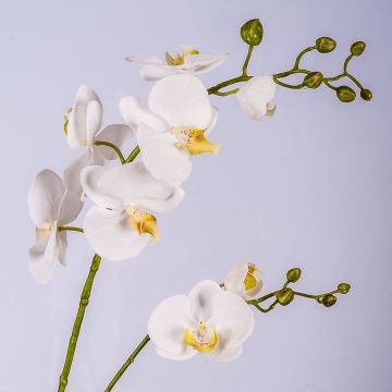 Phalaenopsis Orchideezweig künstlich LAHNA, weiß, 95cm, Ø5-10cm