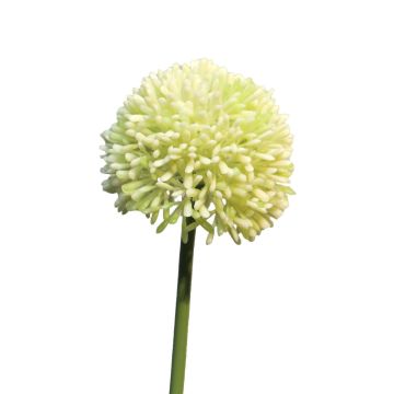 Künstliche Blume Allium BAILIN, creme-grün, 45cm, Ø6,5cm