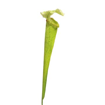 Künstliche Sukkulente Sarracenia YUNFEI auf Steckstab, grün, 60cm