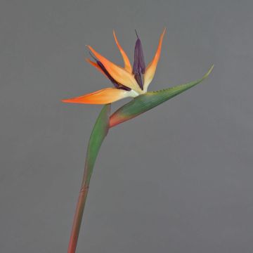 Dekoblume Strelitzie DONGLIN, orange-violett, 85cm, 14x25cm